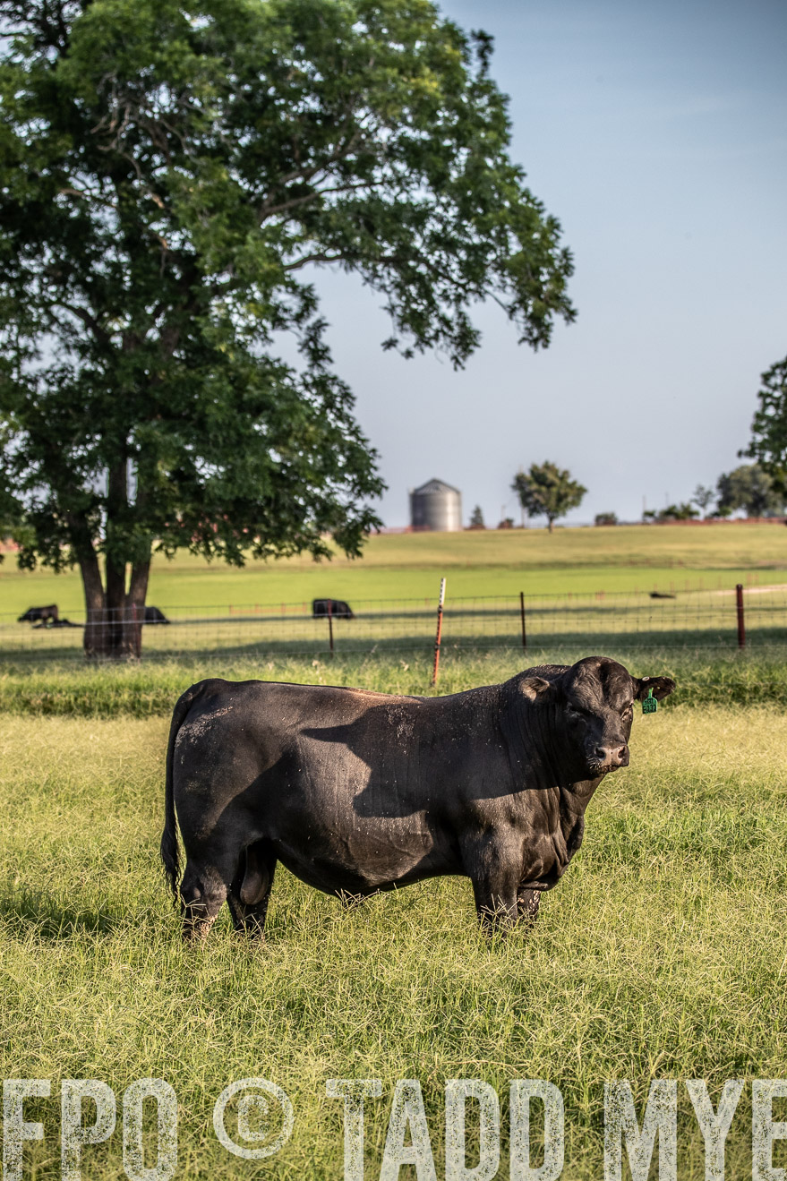 TMyers_44Farms_June2018-0848
