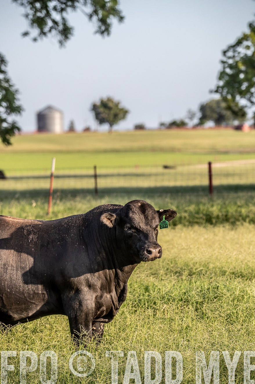 TMyers_44Farms_June2018-0849