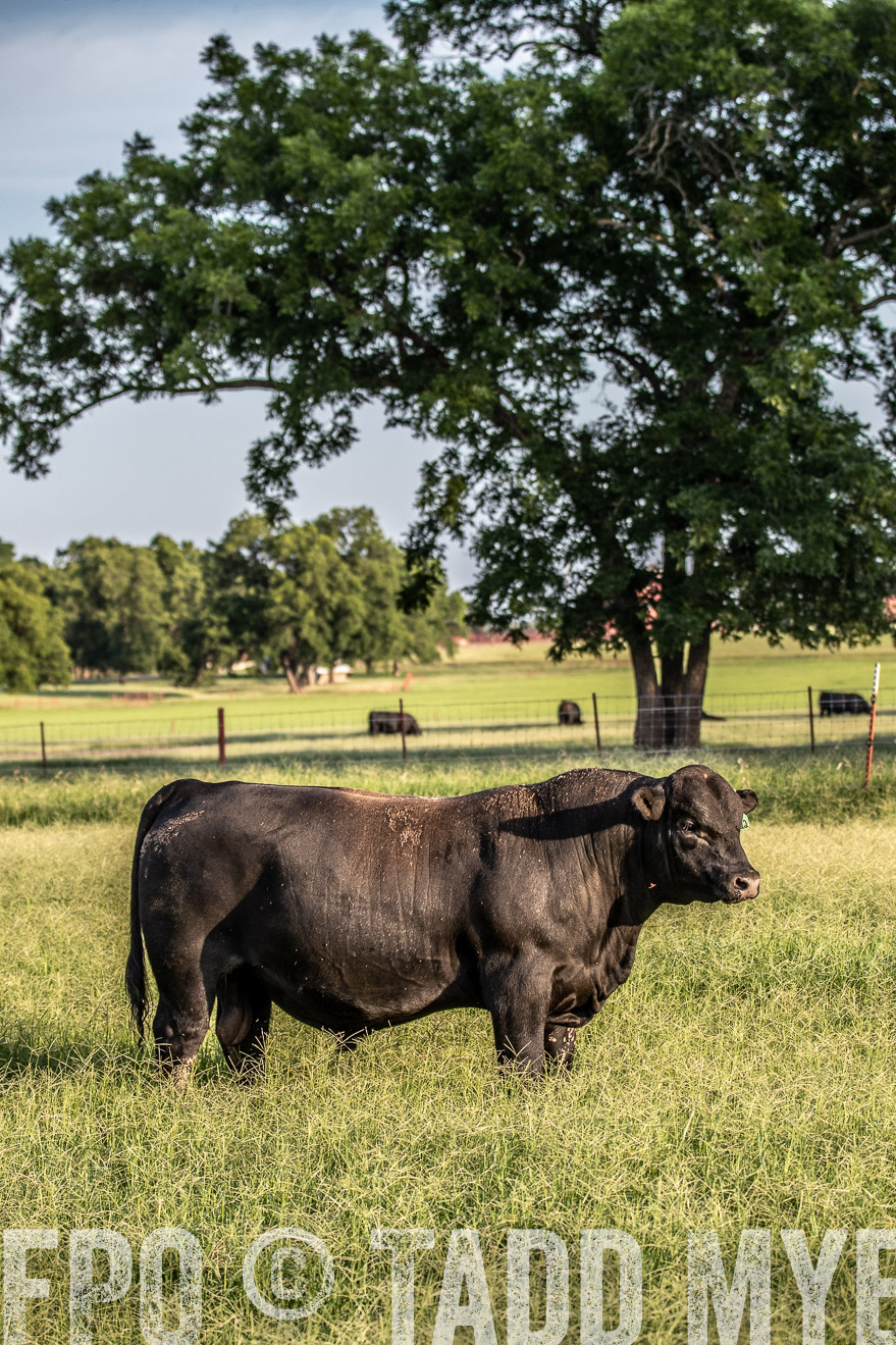 TMyers_44Farms_June2018-0860