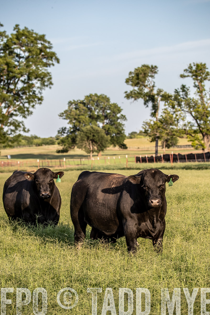 TMyers_44Farms_June2018-0870