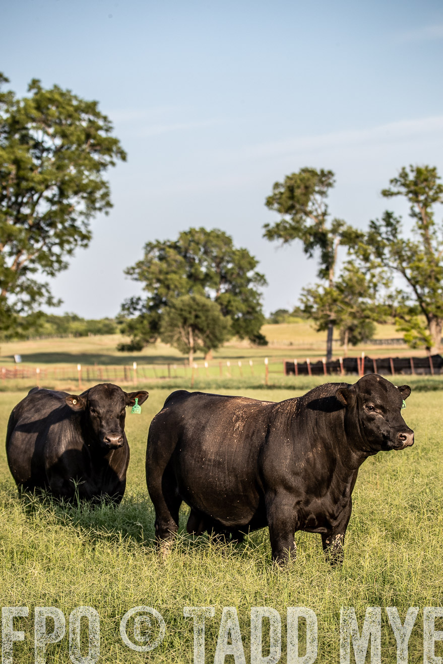 TMyers_44Farms_June2018-0874
