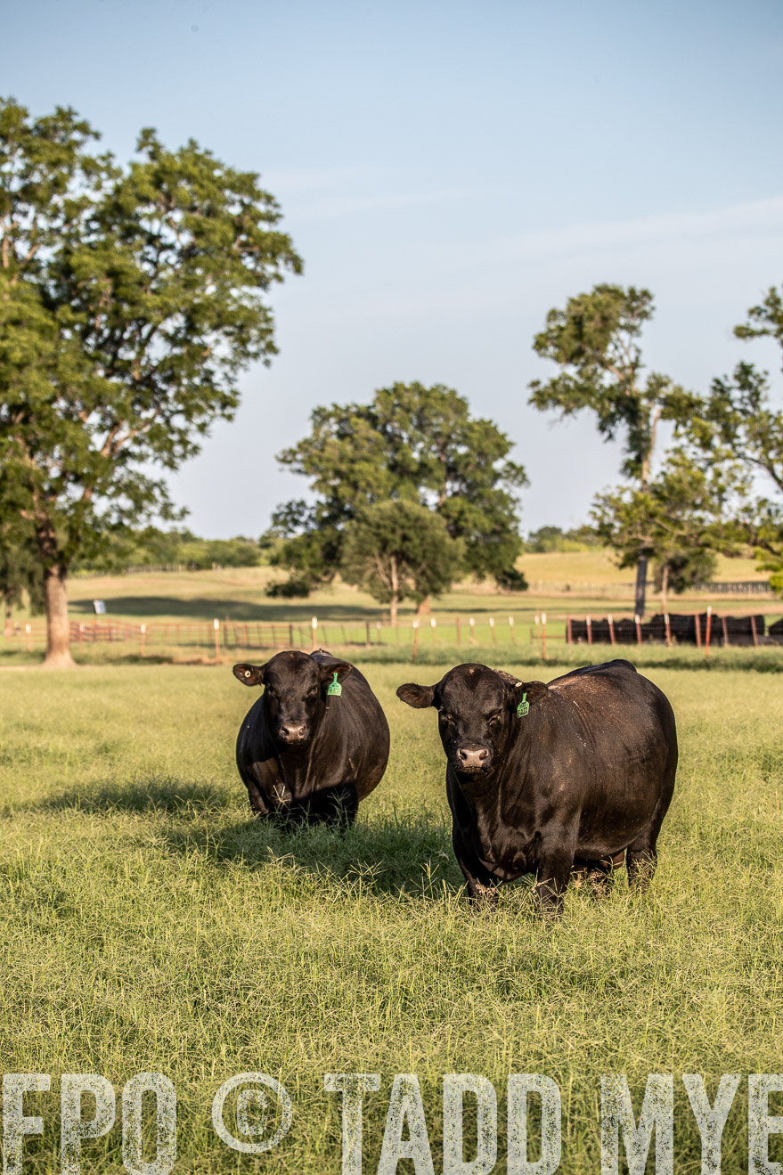 TMyers_44Farms_June2018-0879