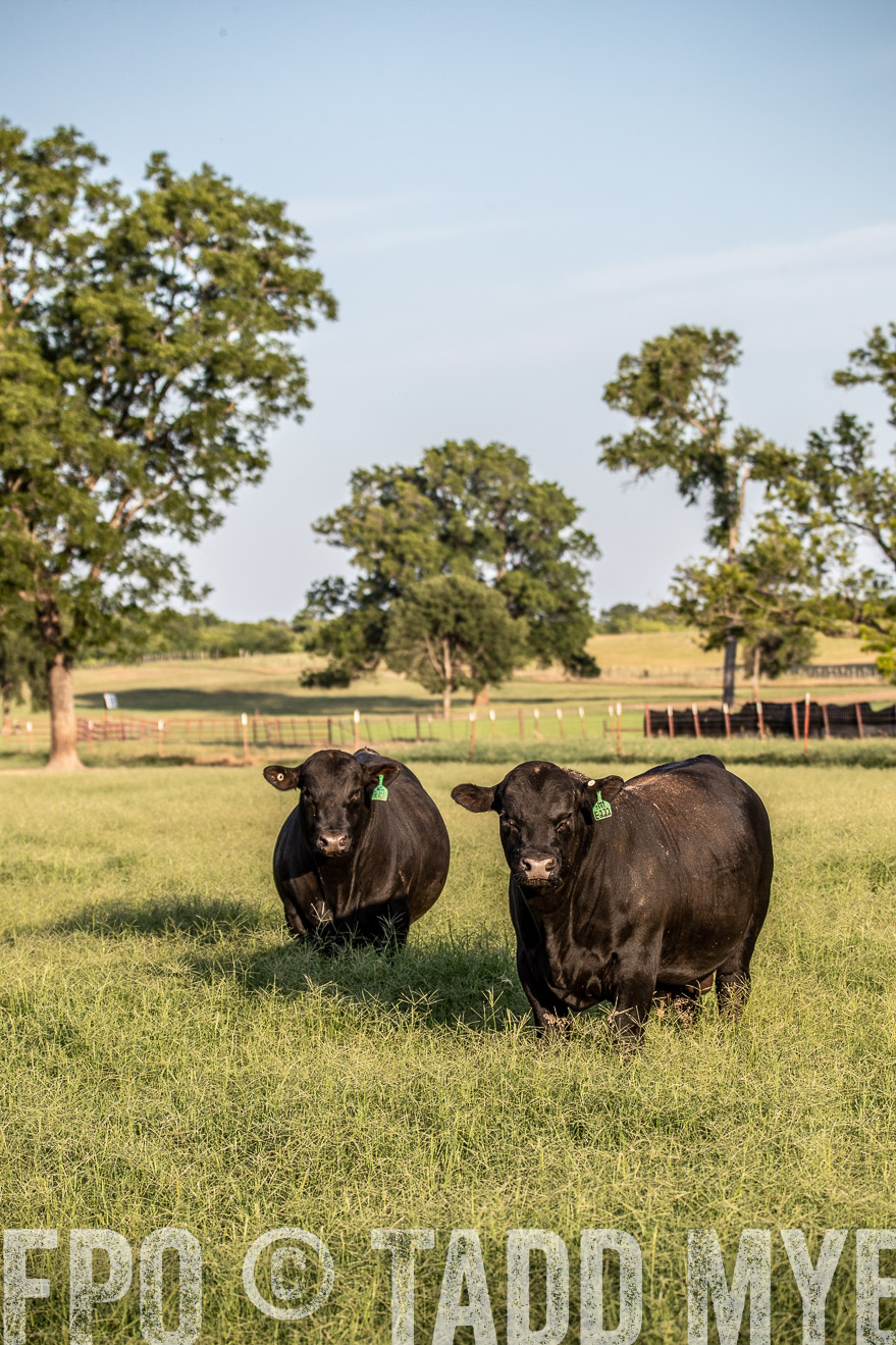 TMyers_44Farms_June2018-0880