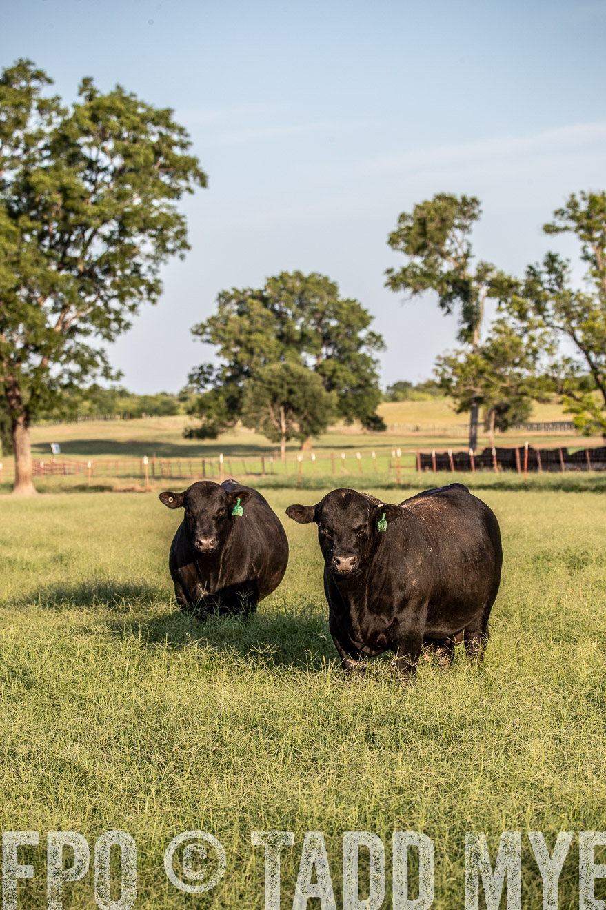 TMyers_44Farms_June2018-0882