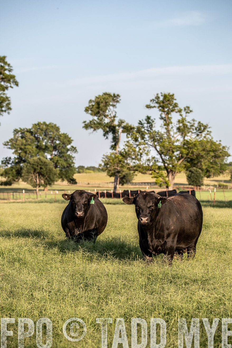 TMyers_44Farms_June2018-0893