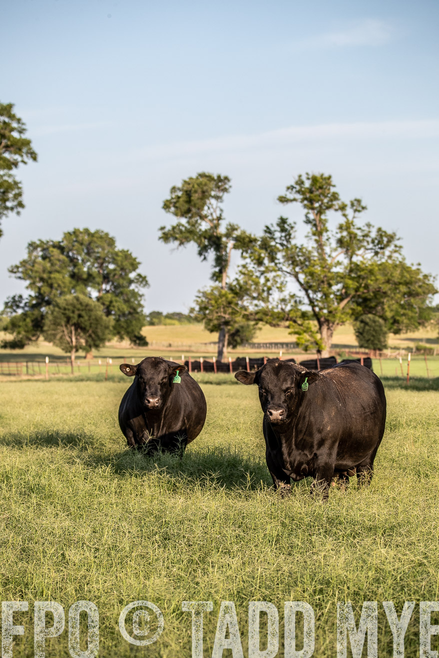 TMyers_44Farms_June2018-0895