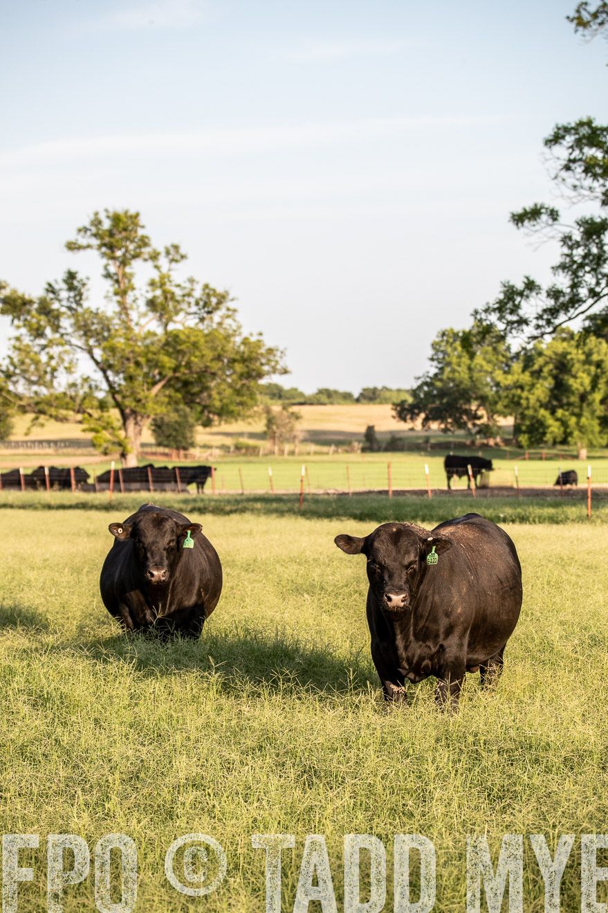TMyers_44Farms_June2018-0903