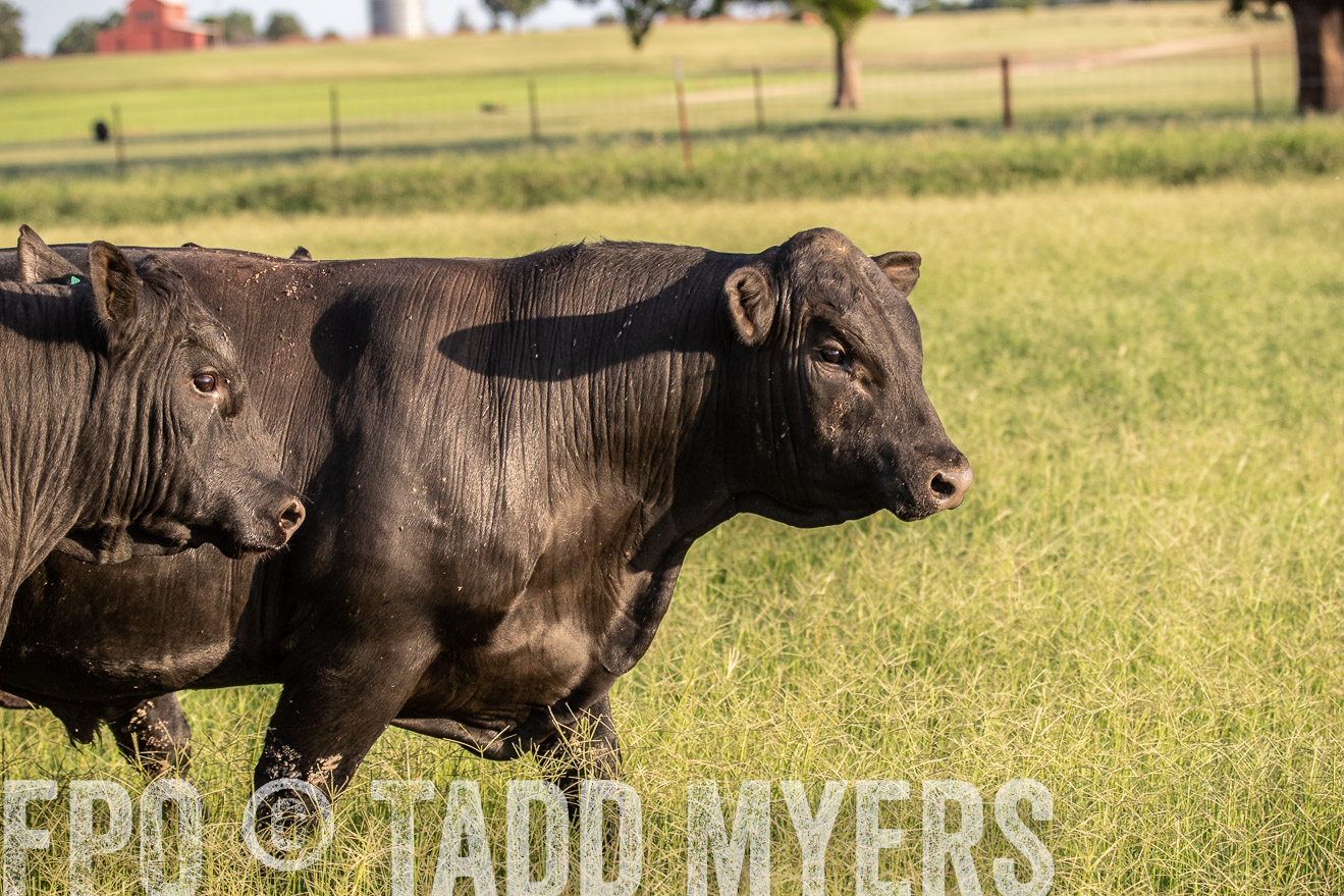 TMyers_44Farms_June2018-0942