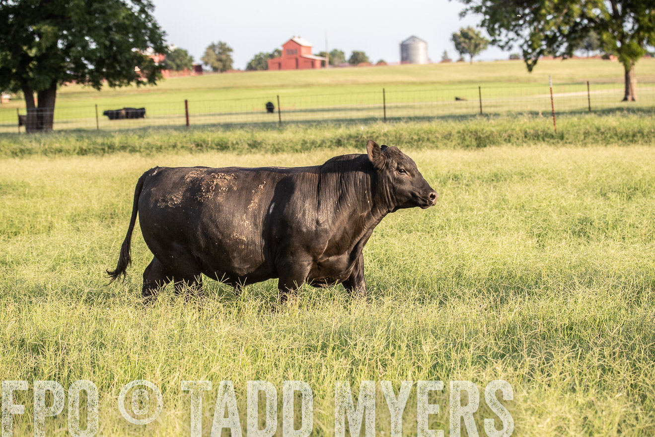 TMyers_44Farms_June2018-0946