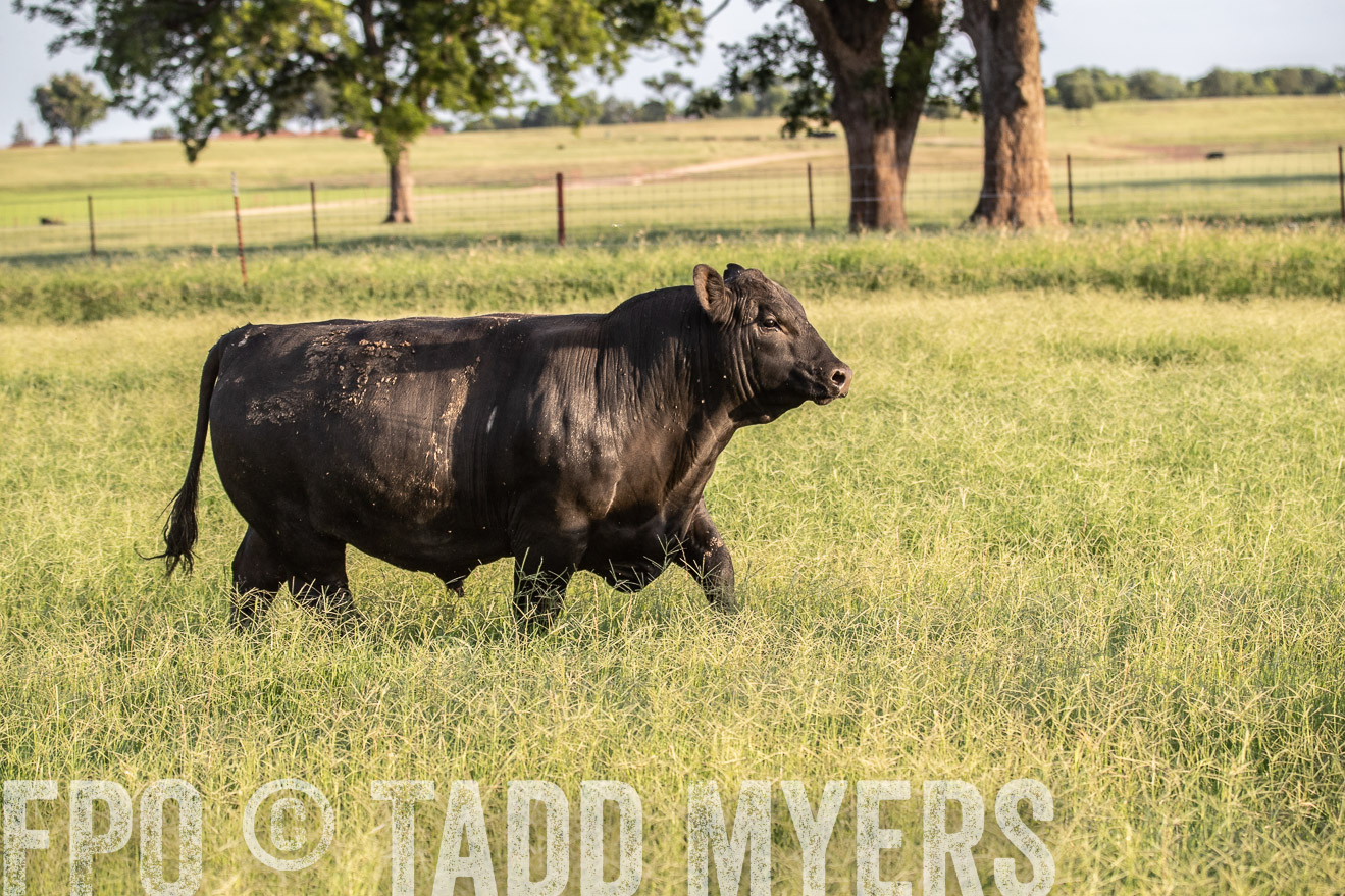 TMyers_44Farms_June2018-0948