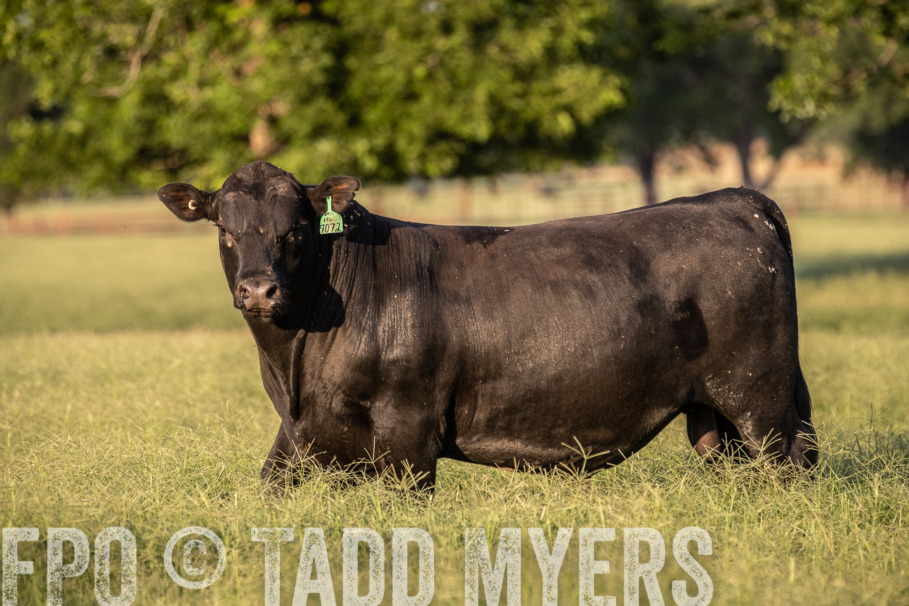 TMyers_44Farms_June2018-0967