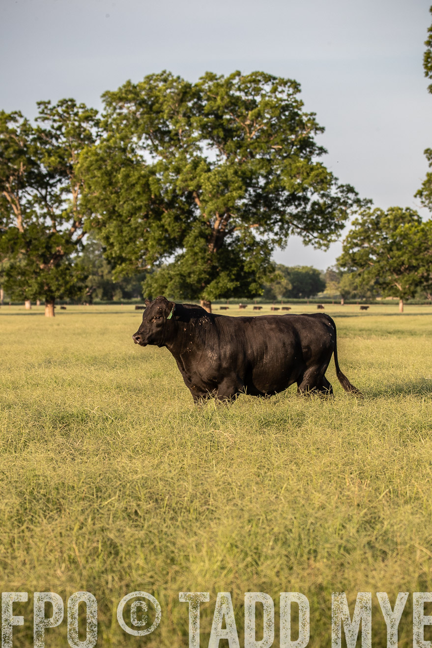 TMyers_44Farms_June2018-0968