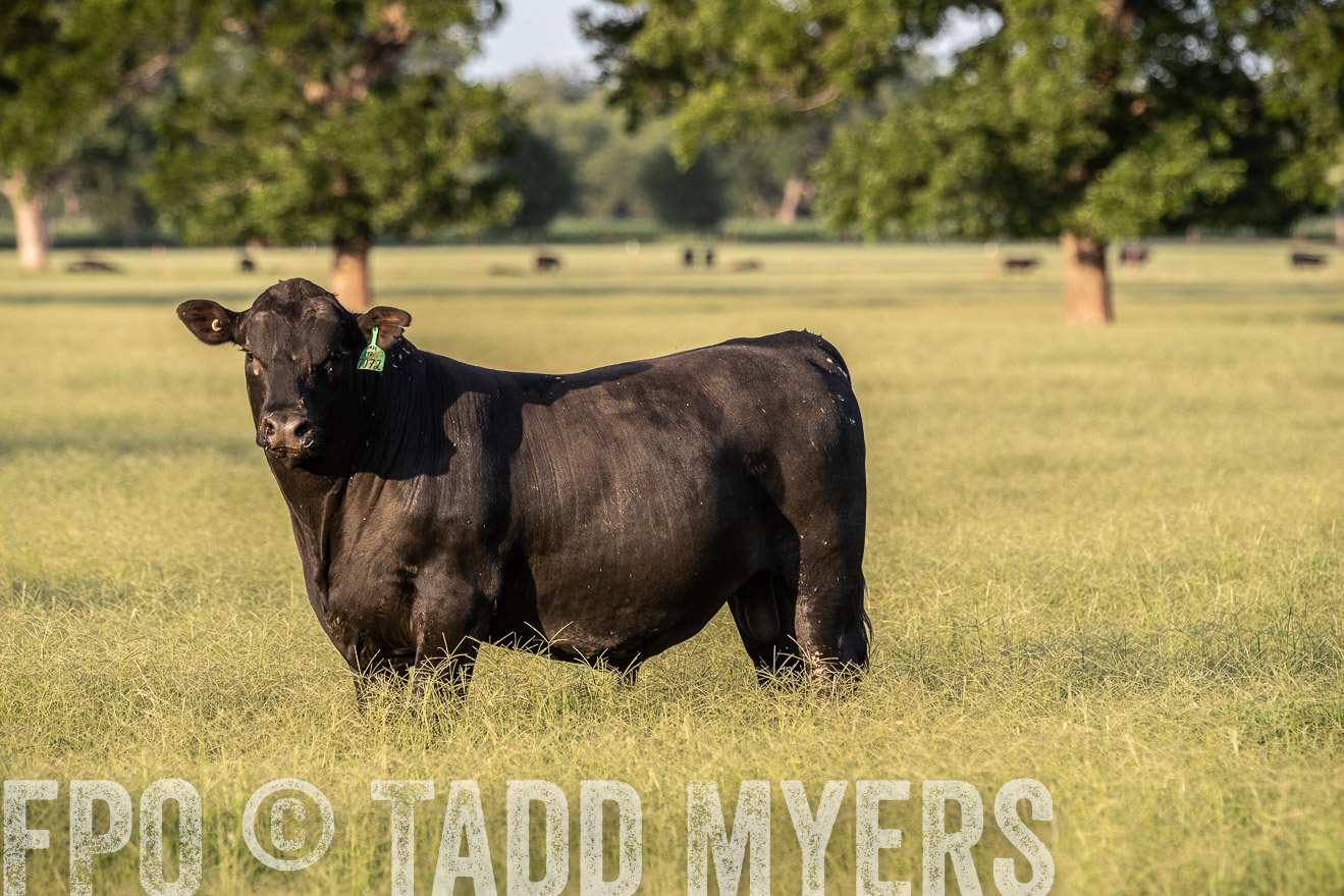 TMyers_44Farms_June2018-0981