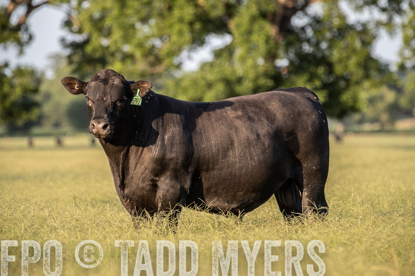 TMyers_44Farms_June2018-0995