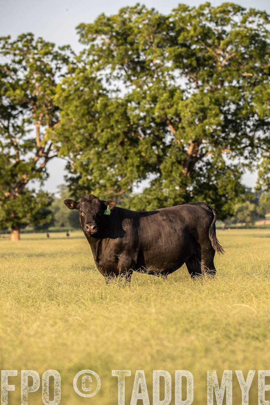 TMyers_44Farms_June2018-1010