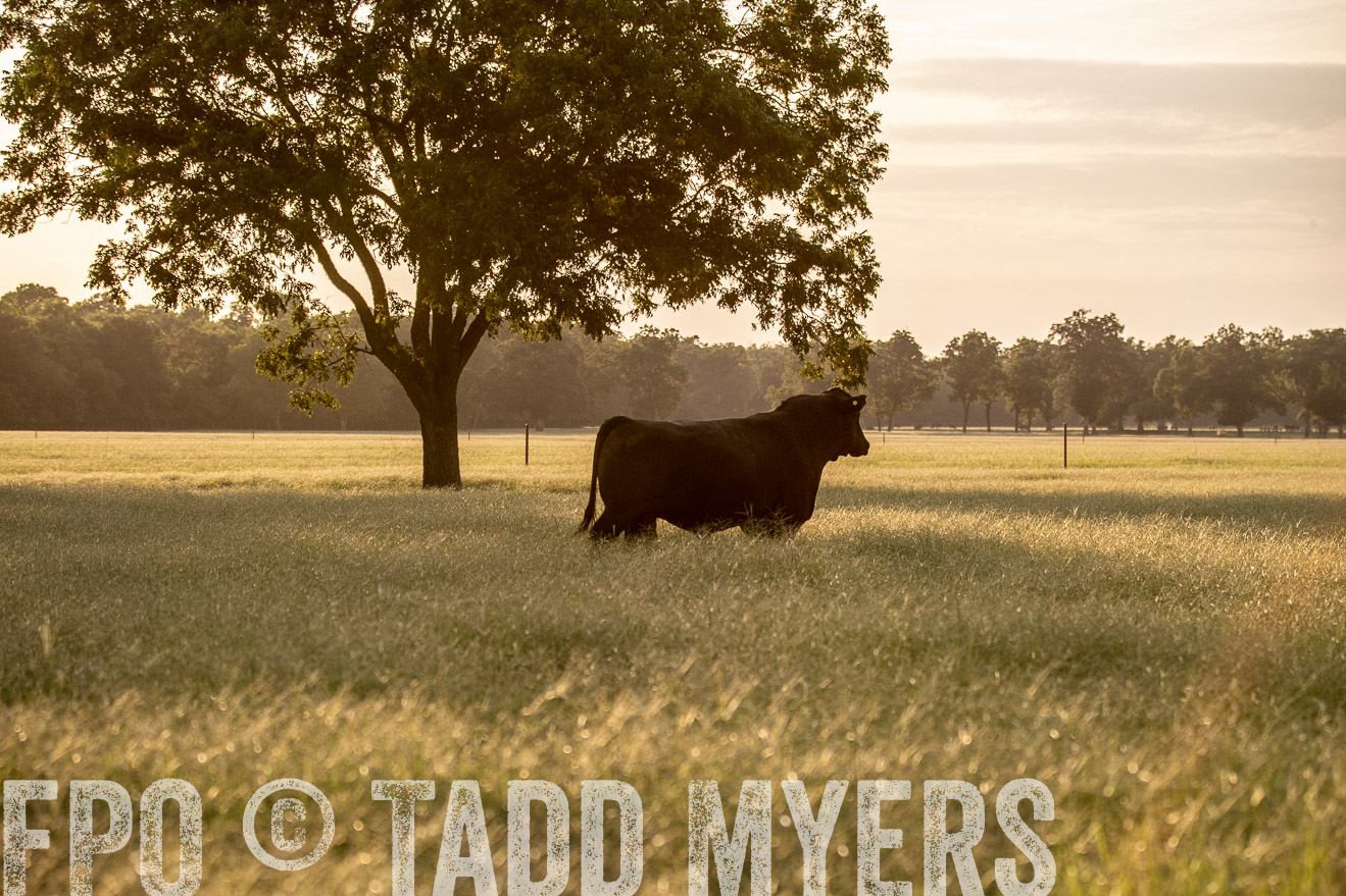 TMyers_44Farms_June2018-1049