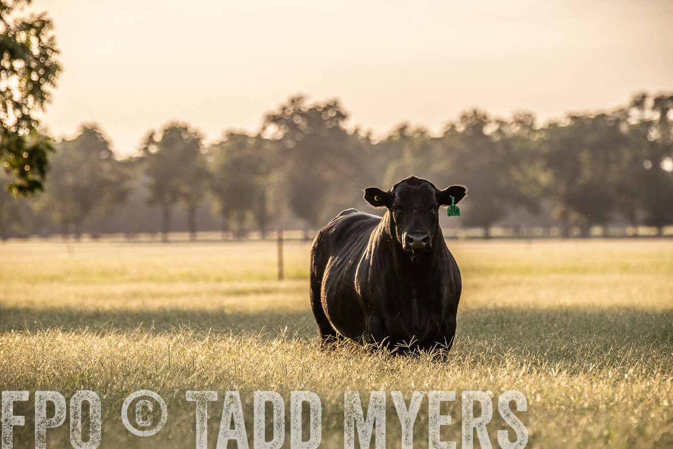 TMyers_44Farms_June2018-1051