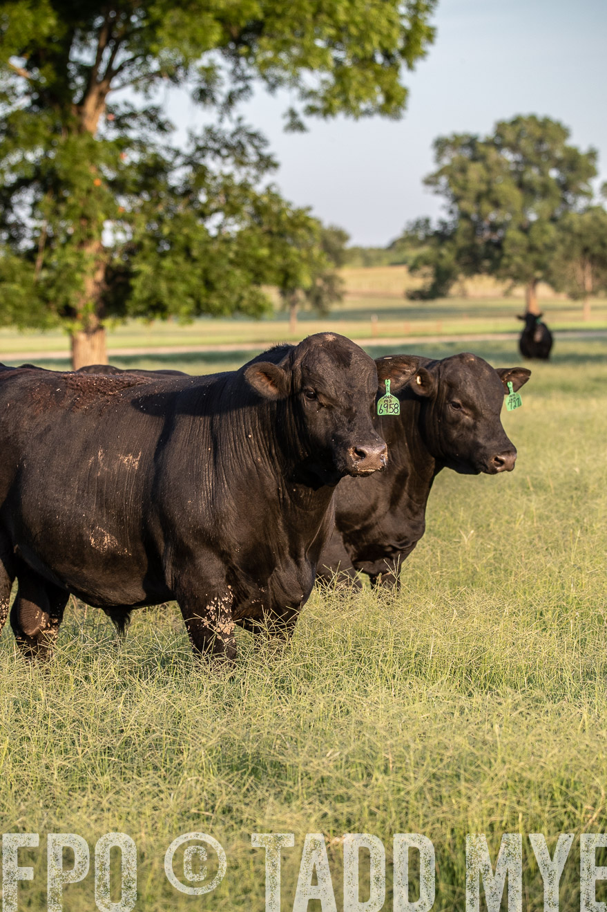 TMyers_44Farms_June2018-1072