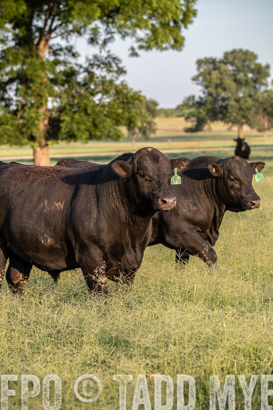 TMyers_44Farms_June2018-1073