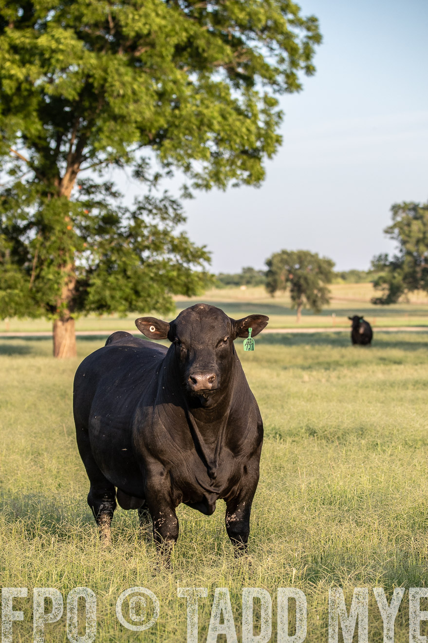 TMyers_44Farms_June2018-1077