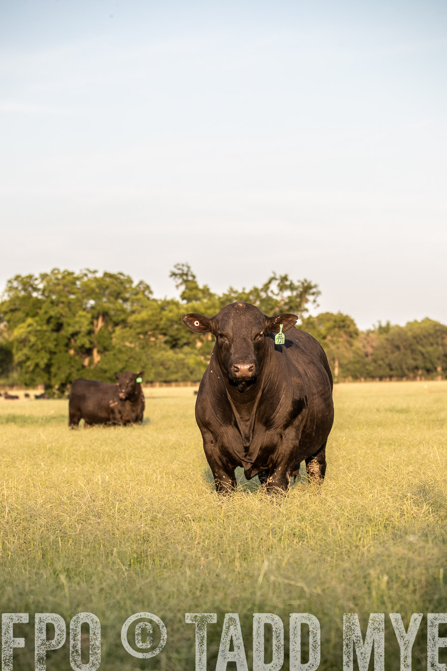 TMyers_44Farms_June2018-1113