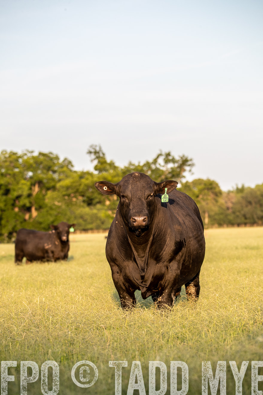 TMyers_44Farms_June2018-1115