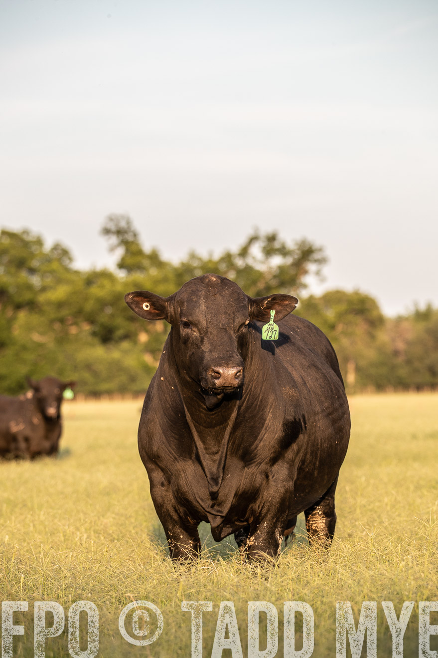 TMyers_44Farms_June2018-1121