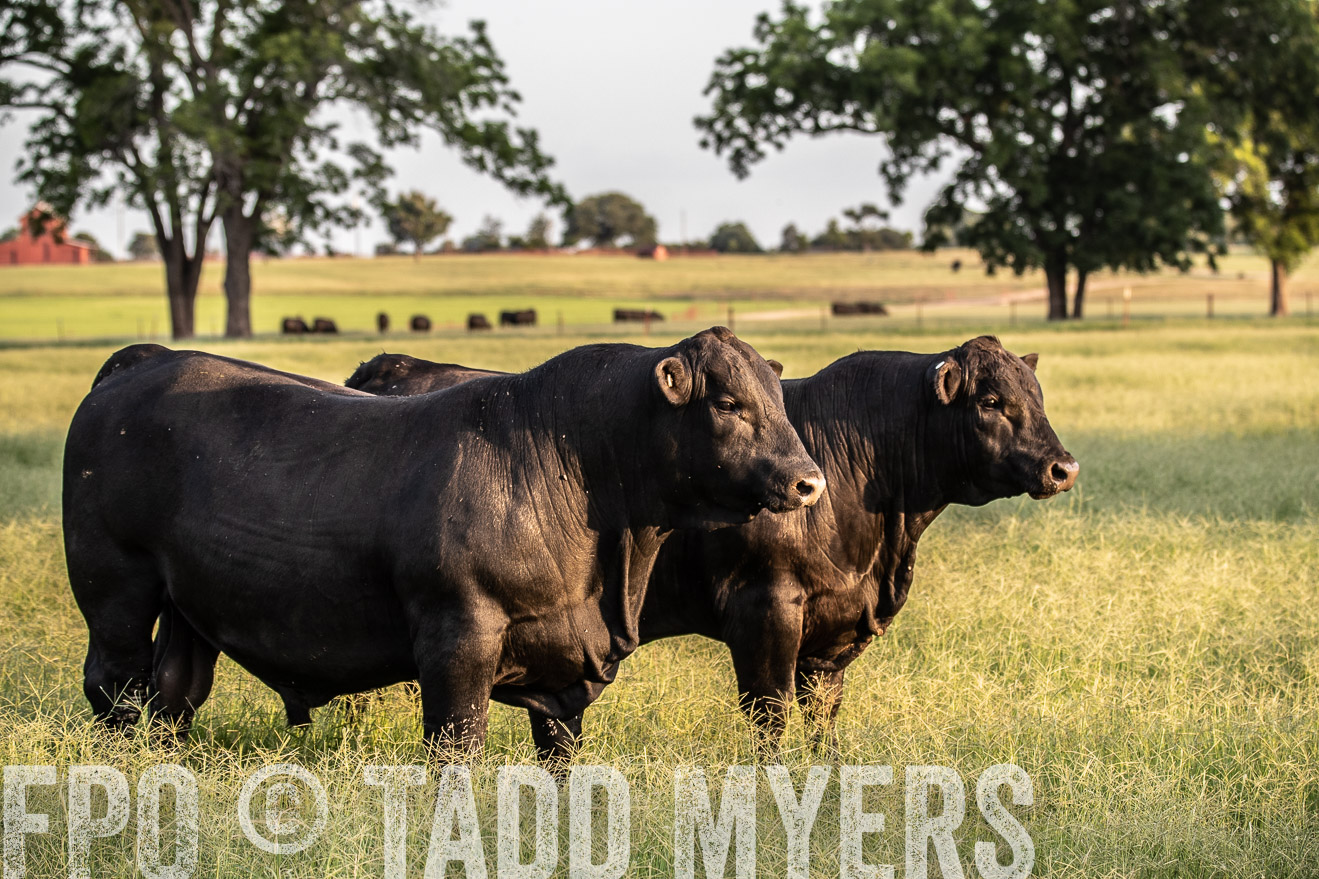 TMyers_44Farms_June2018-1172