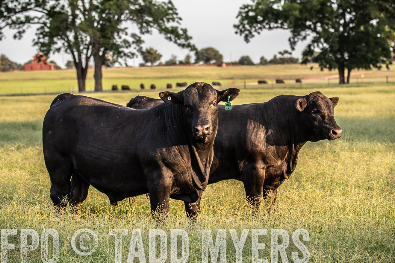 TMyers_44Farms_June2018-1178