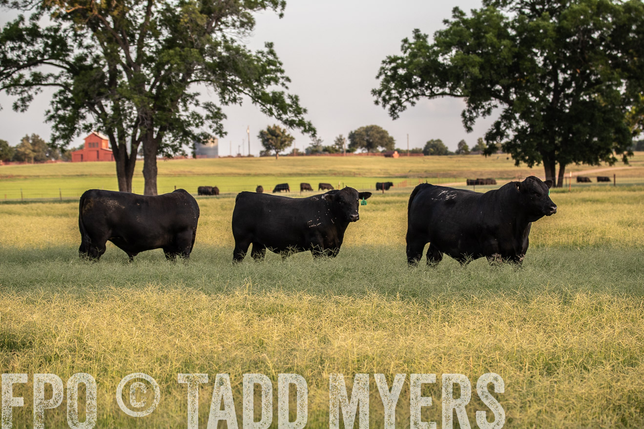 TMyers_44Farms_June2018-1207