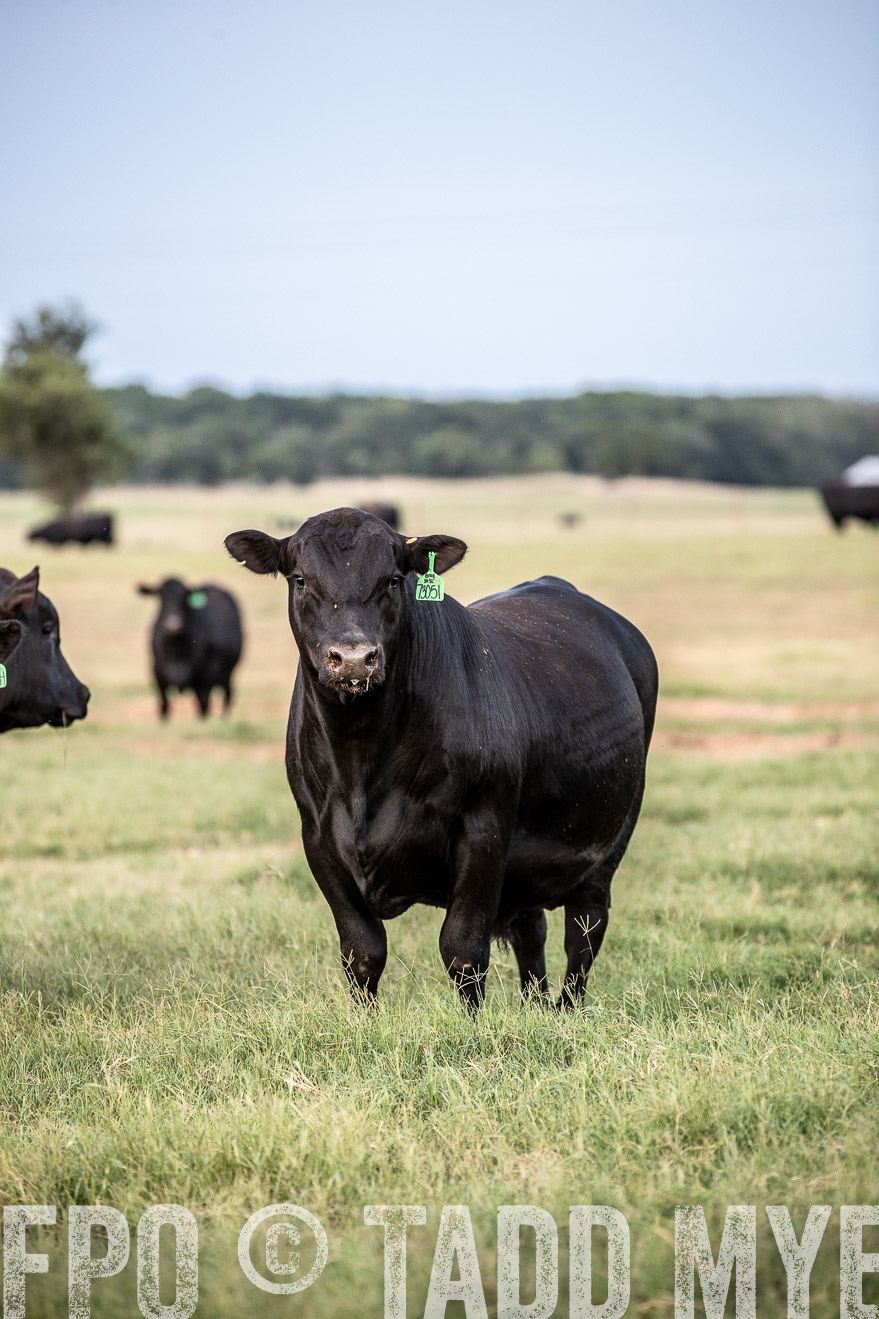 TMyers_44Farms_June2018-1269