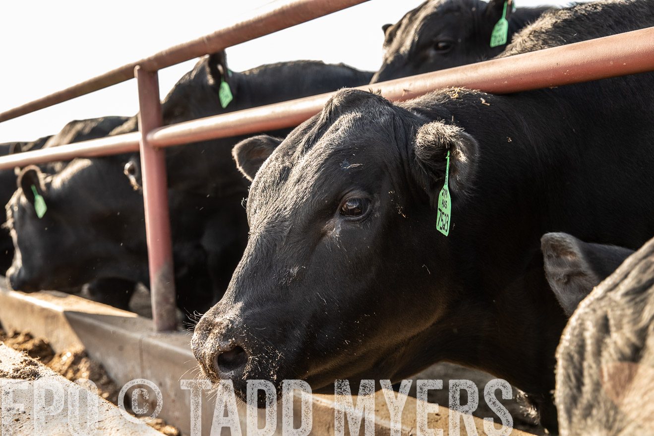 TMyers_44Farms_June2018-2465