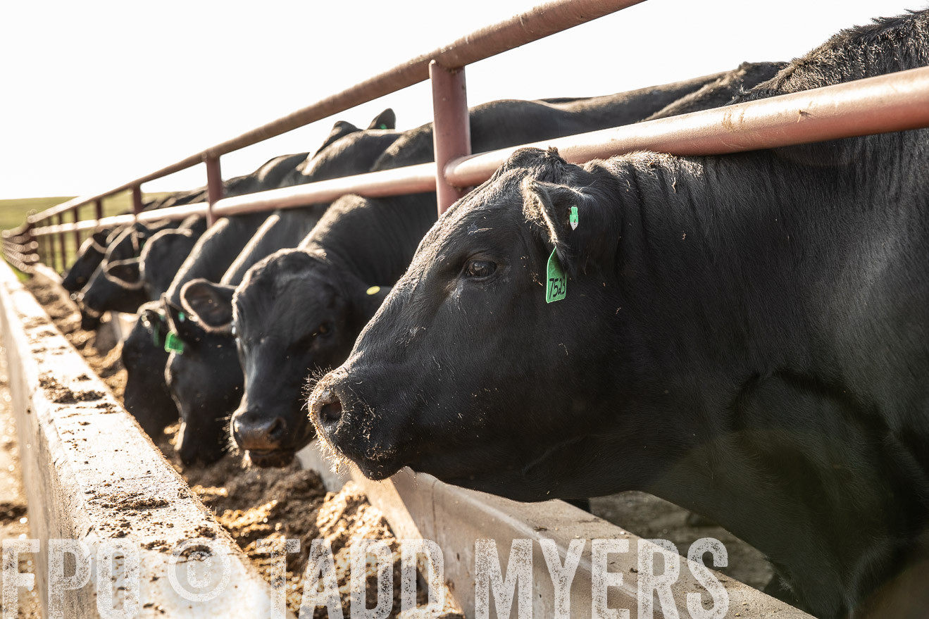 TMyers_44Farms_June2018-2481