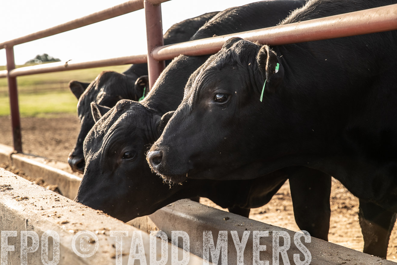 TMyers_44Farms_June2018-2522