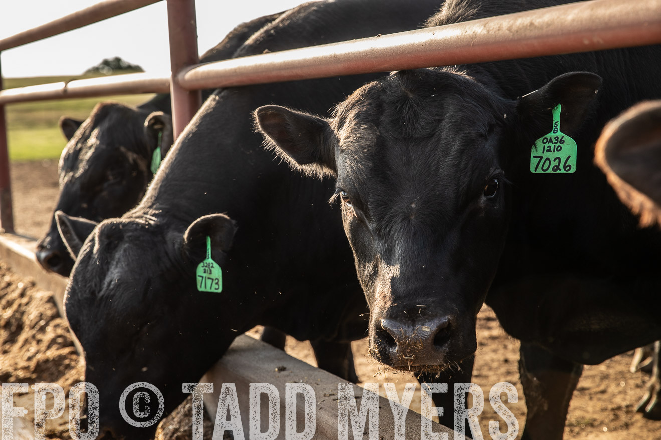 TMyers_44Farms_June2018-2527