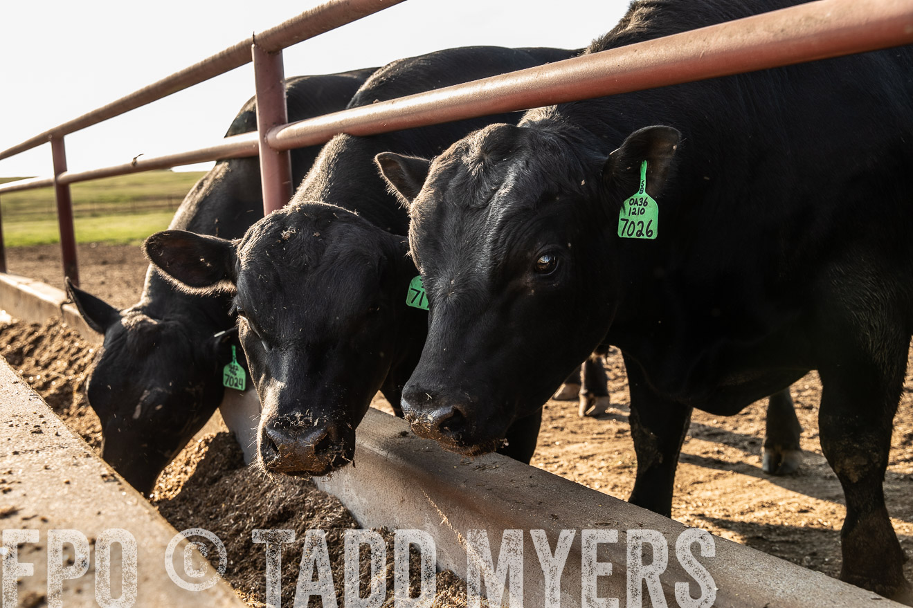 TMyers_44Farms_June2018-2534