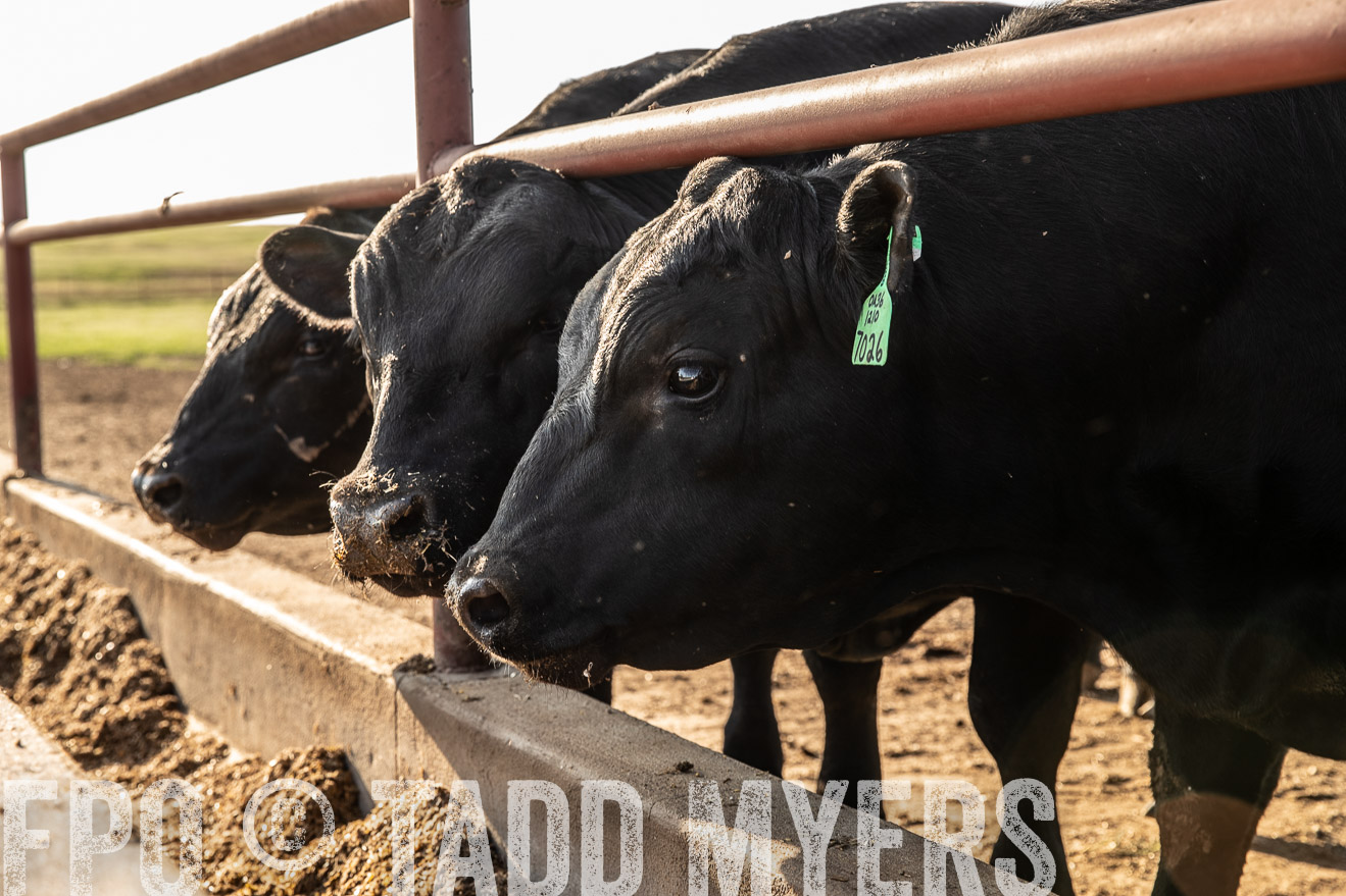 TMyers_44Farms_June2018-2547