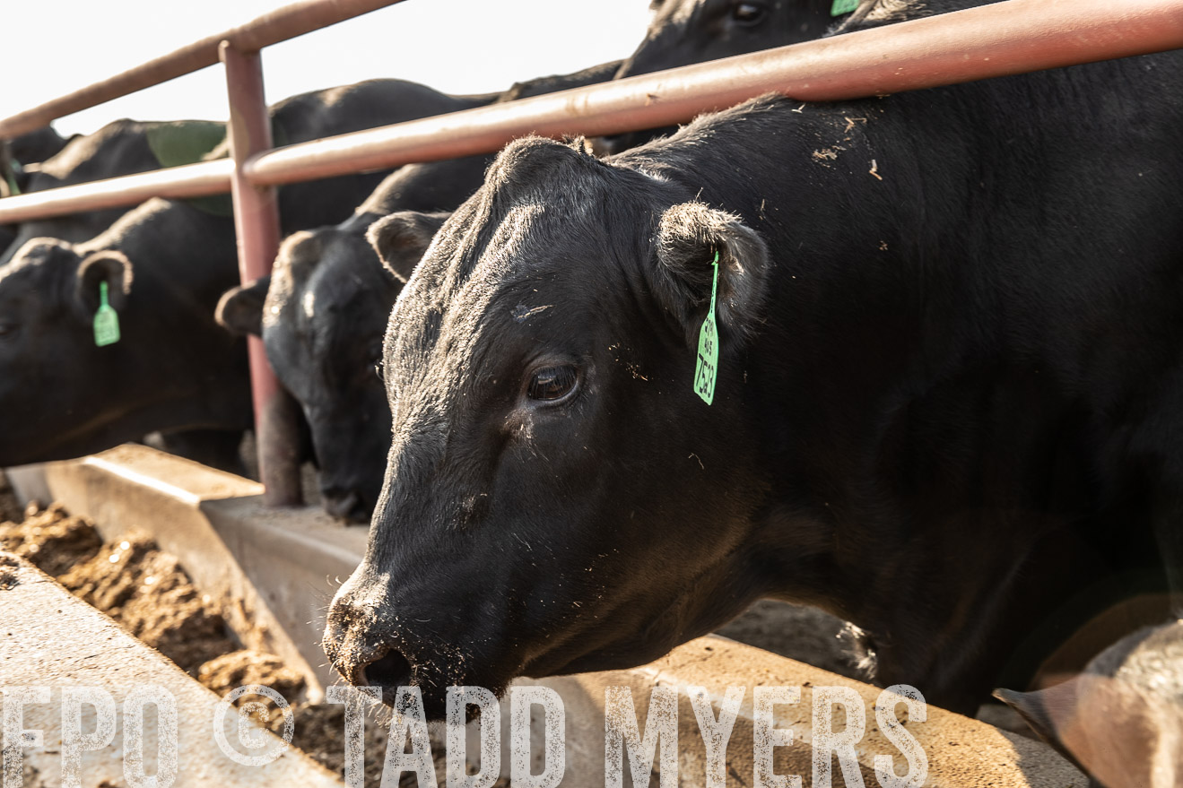 TMyers_44Farms_June2018-2462