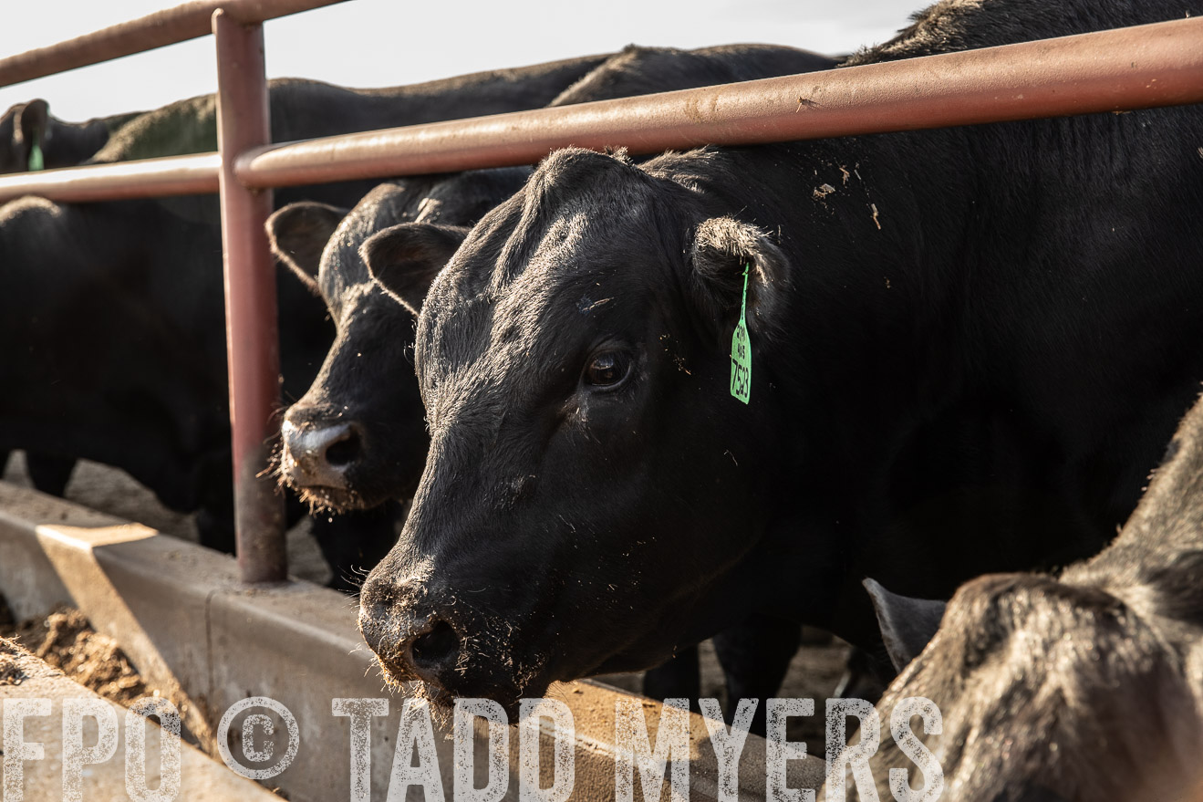 TMyers_44Farms_June2018-2496