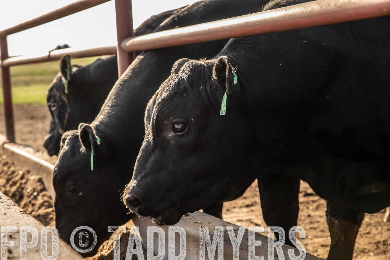 TMyers_44Farms_June2018-2529