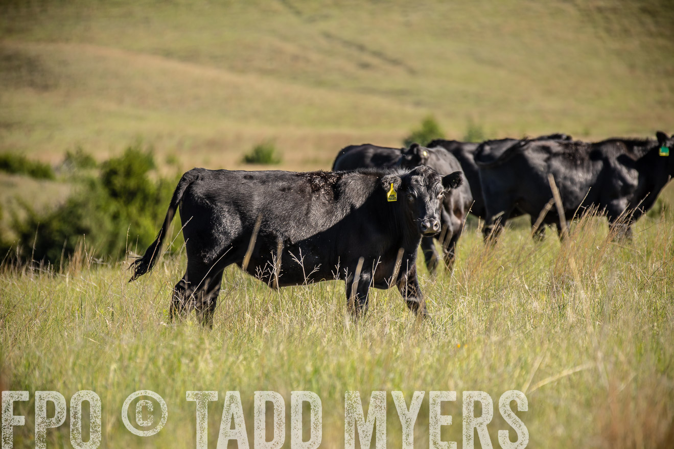 PP_TuckerRanch_NE_July2019-41729