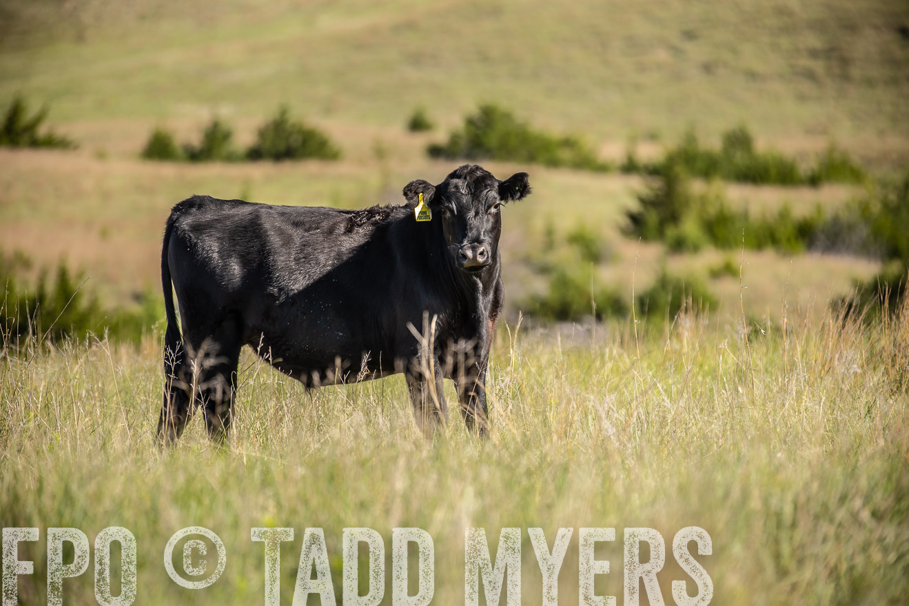 PP_TuckerRanch_NE_July2019-41732