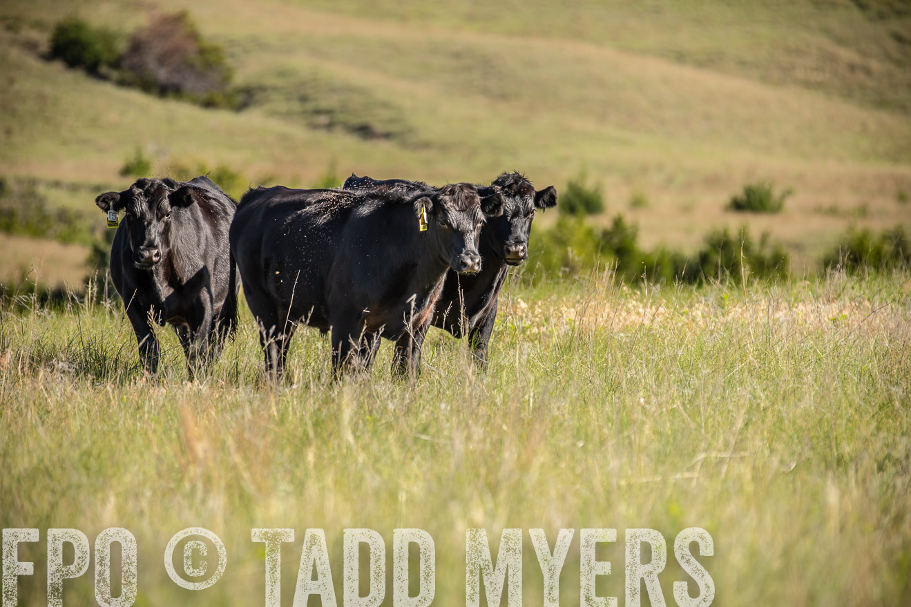 PP_TuckerRanch_NE_July2019-41734