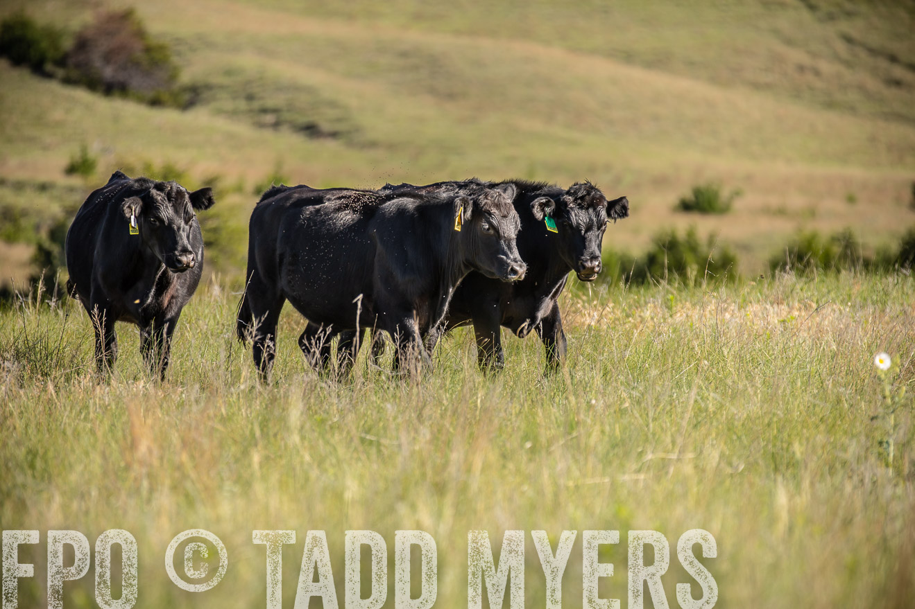 PP_TuckerRanch_NE_July2019-41736