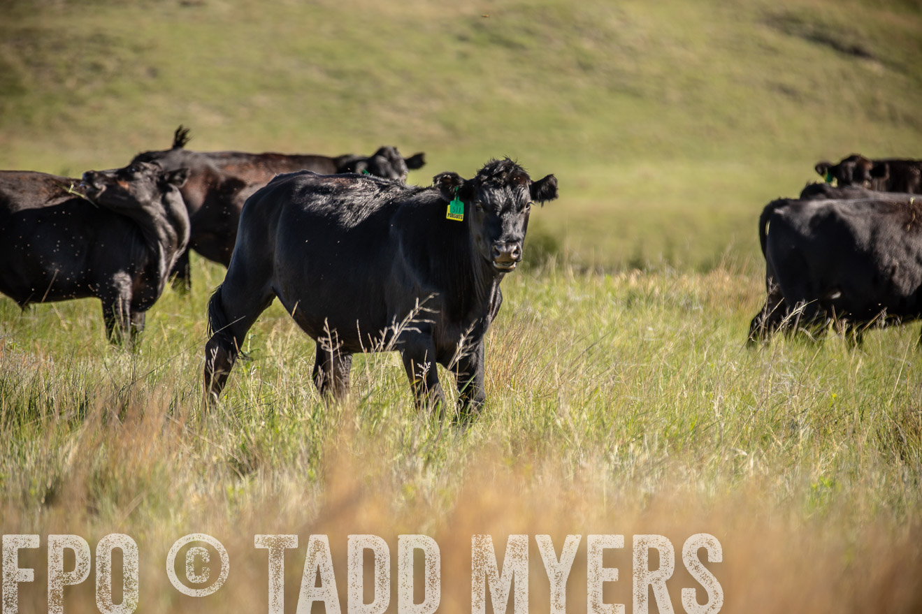 PP_TuckerRanch_NE_July2019-41739