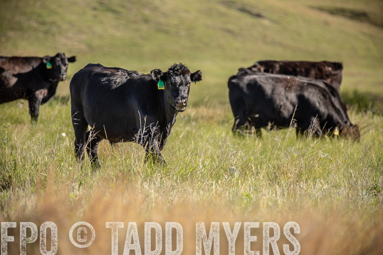 PP_TuckerRanch_NE_July2019-41740