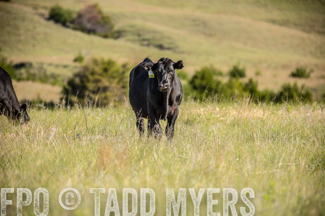 PP_TuckerRanch_NE_July2019-41743