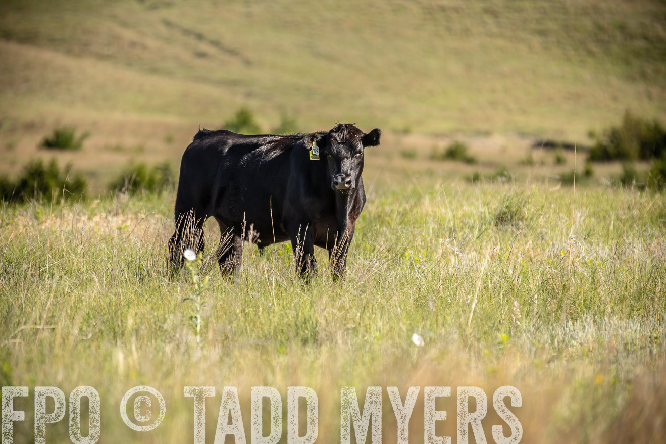 PP_TuckerRanch_NE_July2019-41744