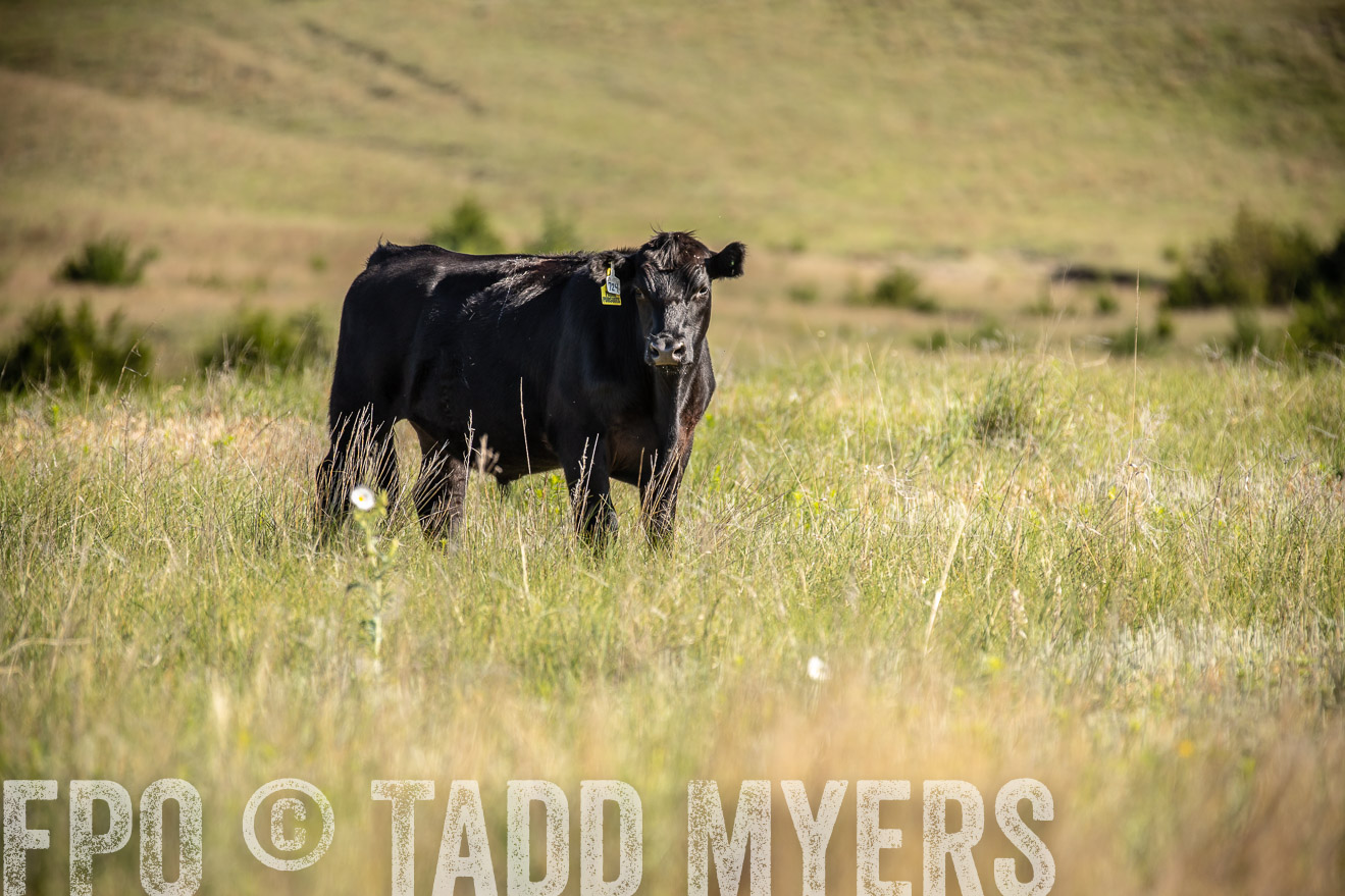 PP_TuckerRanch_NE_July2019-41745