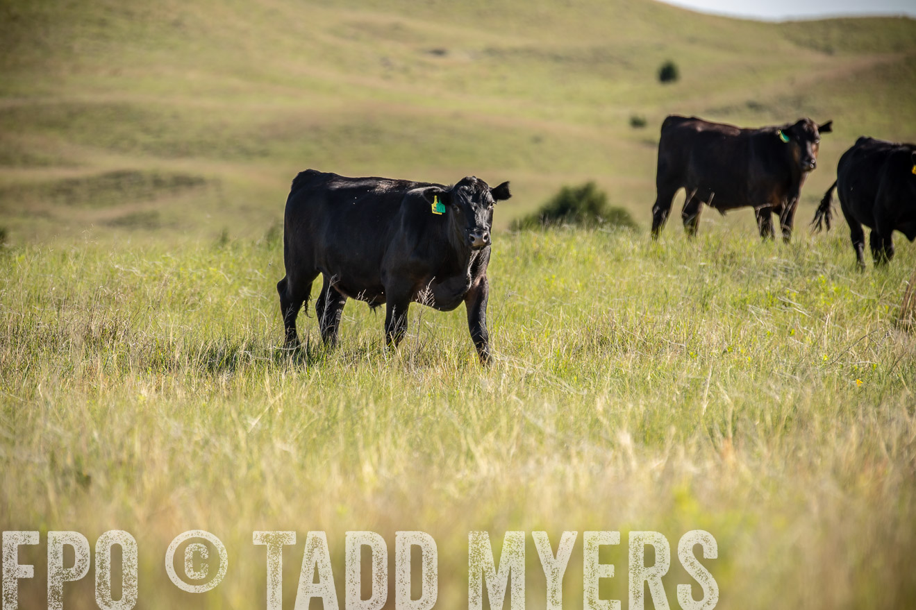PP_TuckerRanch_NE_July2019-41747